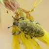 Larinus scolymi